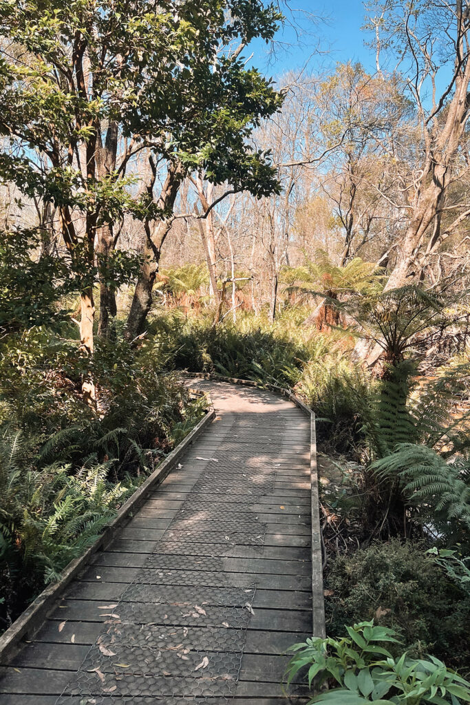 Lilly Pilly Gully Walk im Wilsons Promontory Nationalpark: Ein Holzsteg führt durch den dichten Farnwald und australischen Regenwald.
