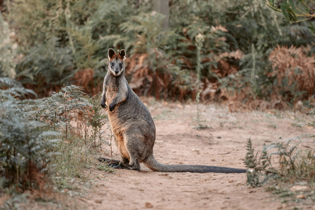 Ein wildes Sumpfwallaby mit markanter dunkler Gesichtszeichnung steht aufmerksam im hohen Gras im Wilsons Promontory Nationalpark, Australien.