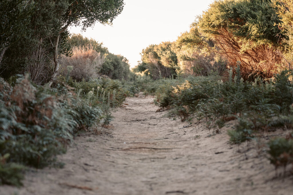 Sandiger Wanderpfad führt durch dichte Farne und Küstenvegetation auf dem Prom Wildlife Walk im Wilsons Promontory Nationalpark, Australien.