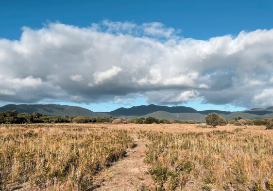 Weite Graslandschaft auf dem Prom Wildlife Walk im Wilsons Promontory Nationalpark mit Blick auf das Massiv des Mount Oberon in Victoria, Australien.