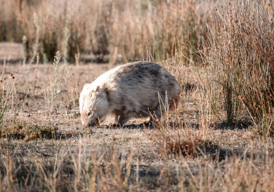 Titelbild eines Nacktnasenwombats mit borstigem Fell grast im trockenen Gras am Prom Wildlife Walk im Wilsons Promontory.