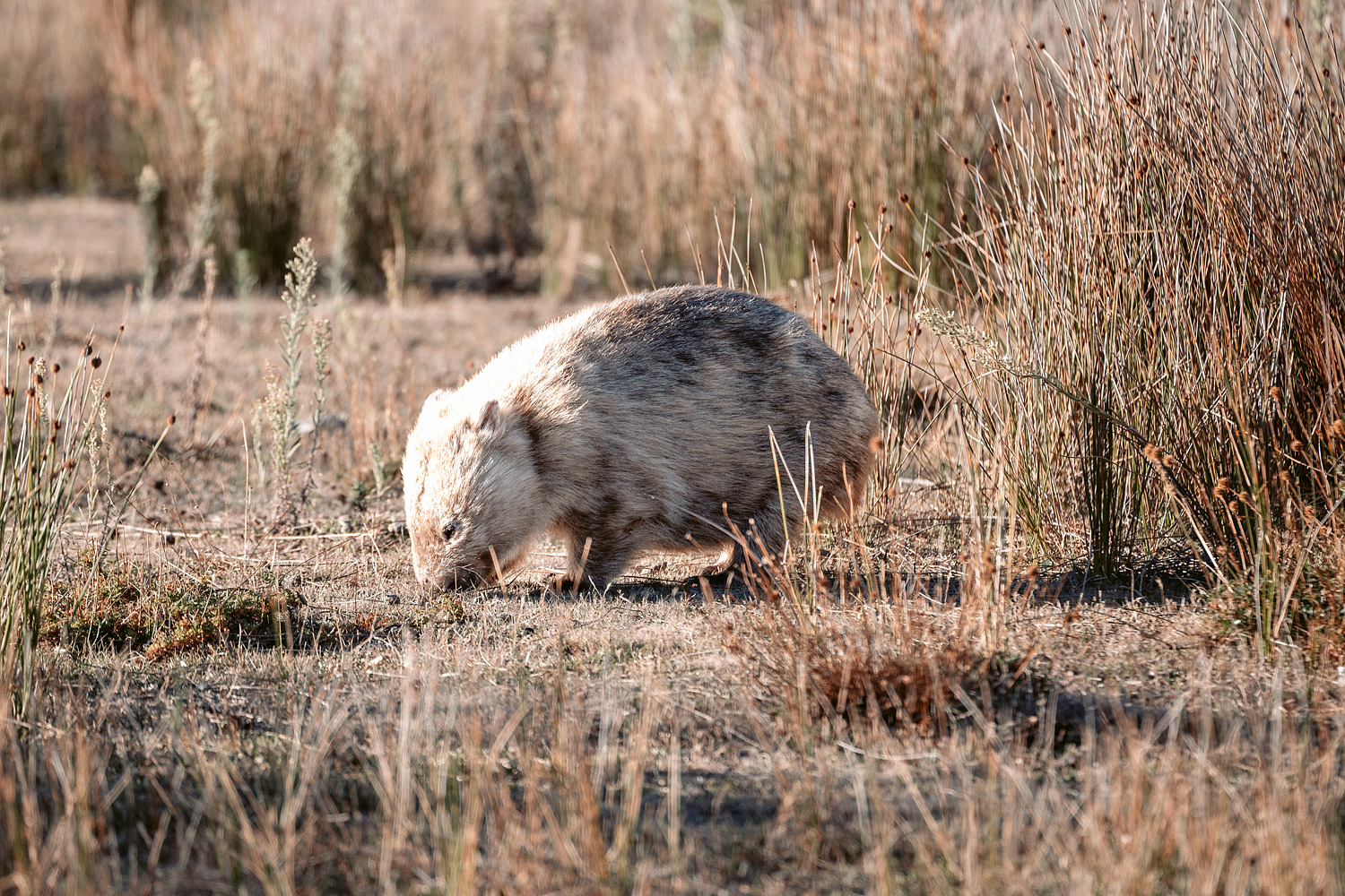 Titelbild eines Nacktnasenwombats mit borstigem Fell grast im trockenen Gras am Prom Wildlife Walk im Wilsons Promontory.