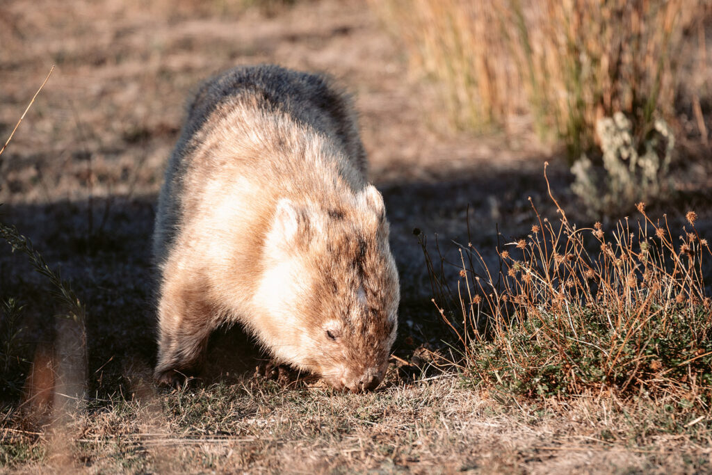 Detailreiches Portrait eines Nacktnasenwombats (Bare-nosed Wombat) – Deutlich erkennbar: die namensgebende ledrige Nase und die kleinen Augen.