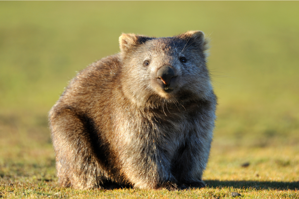 Nahaufnahme eines Nacktnasenwombats (Vombatus ursinus), der direkt in die Kamera blickt. Das Tier hat dichtes, grau-braunes Fell, große dunkle Augen, aufmerksame, behaarte Ohren und eine markante, rosa-stupsige Nase. Es sitzt in einem unebenen Feld mit trockenem, gelb-grünem Gras, das im warmen, goldenen Licht eines Sonnenuntergangs steht. Der Hintergrund ist weich und unscharf.
