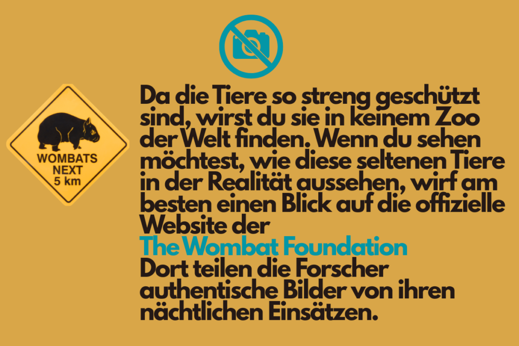 Infografik über den Nördlichen Haarnasenwombat mit einem australischen Wombat-Warnschild und einem durchgestrichenen Kamerasymbol. Text: Da die Tiere so streng geschützt sind, wirst du sie in keinem Zoo der Welt finden. Wenn du sehen möchtest, wie diese seltenen Tiere in der Realität aussehen, wirf am besten einen Blick auf die offizielle Website der The Wombat Foundation. Dort teilen die Forscher authentische Bilder von ihren nächtlichen Einsätzen.
