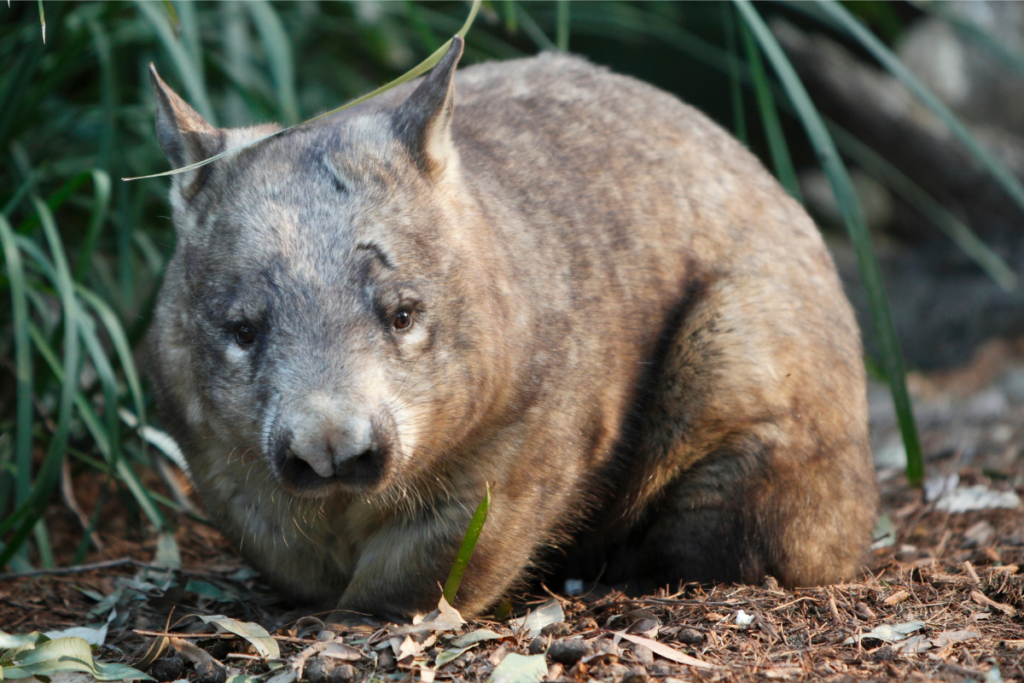Nahaufnahme eines Südlichen Haarnasenwombats, der im Gras am Boden sitzt.