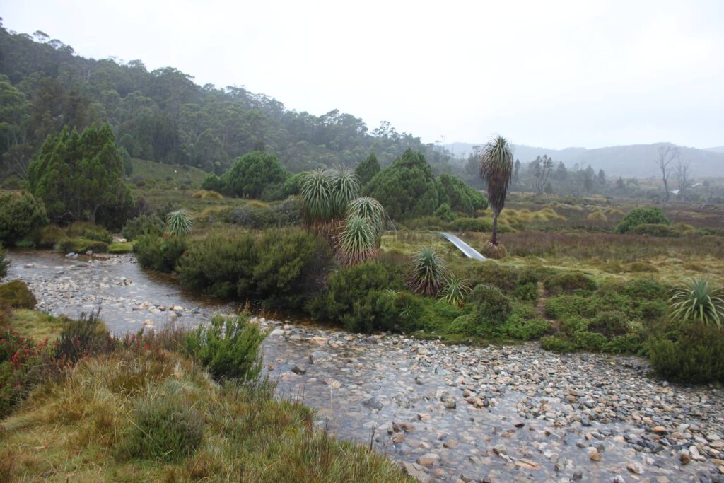 Ein flacher, steiniger Bach schlängelt sich durch die grüne, wilde Hügellandschaft mit charakteristischen Pandani-Pflanzen im Cradle-Mountain-Nationalpark in Tasmanien unter einem nebligen Himmel.