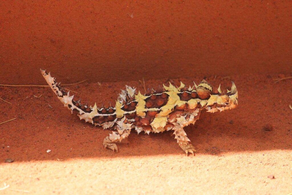 Ein stachliger Dornteufel mit markanten gelb-braunen Dornenschuppen steht auf dem feinen, roten Wüstensand im australischen Outback.