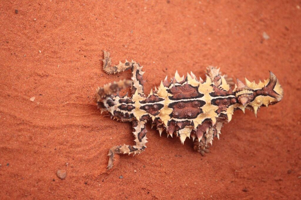 Ein stacheliger Dornteufel mit seiner markanten gelb-braunen Musterung krabbelt in der Draufsicht über den feinen, tiefroten Sand des australischen Outbacks.