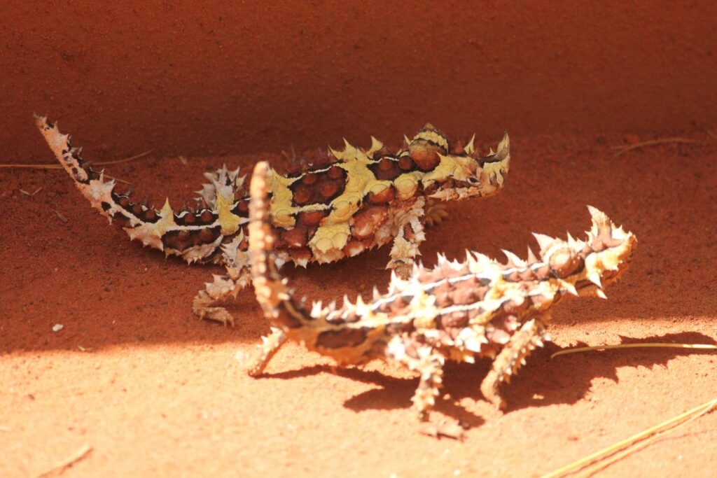 Zwei stachelige Dornteufel-Echsen mit ihrer charakteristischen gelb-braunen Musterung stehen auf dem roten Wüstensand im australischen Outback.