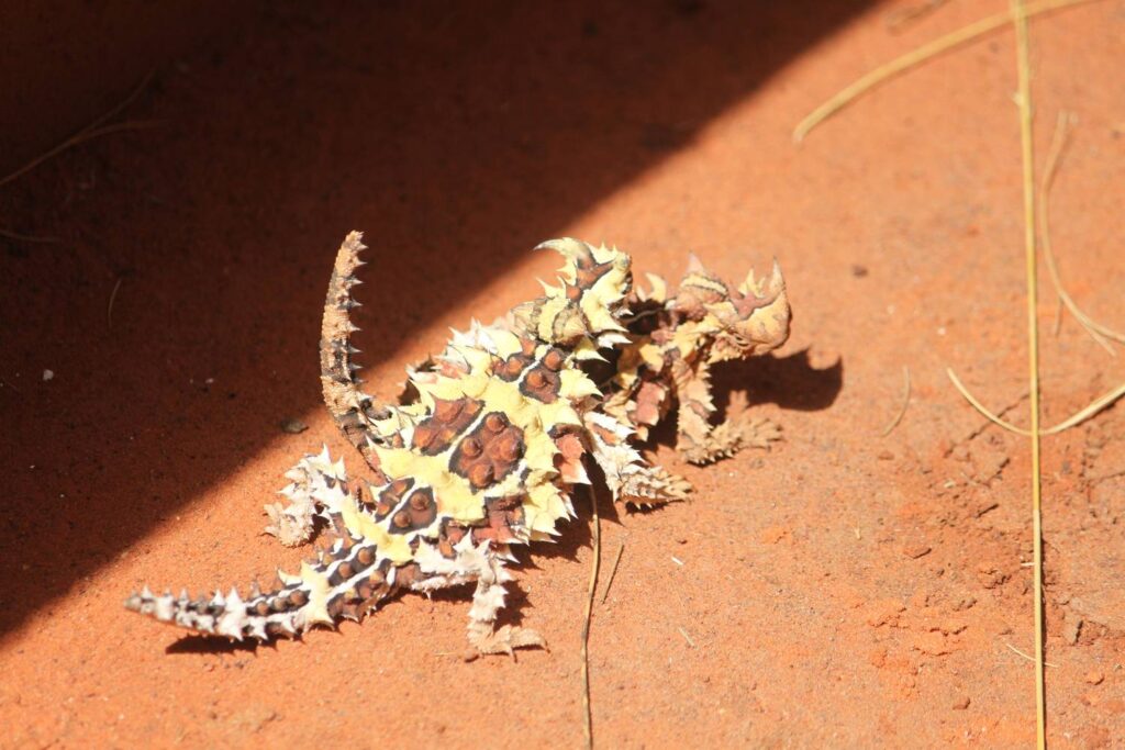 Ein stark gemusterter, extrem stacheliger Dornteufel steht im warmen Sonnenlicht auf dem charakteristischen roten Wüstensand des australischen Outbacks.