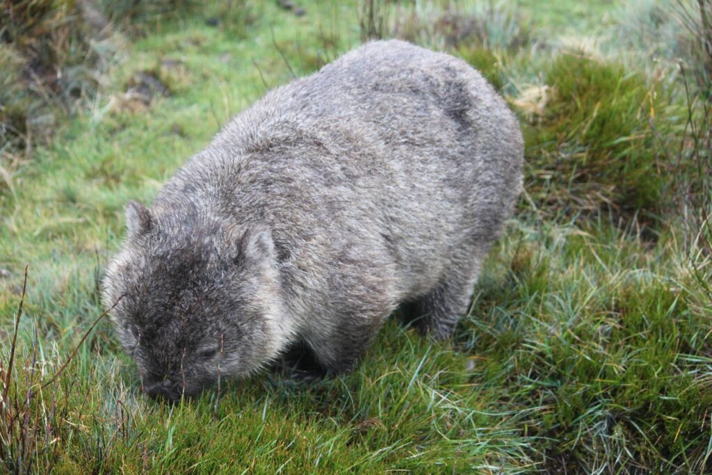 Ein flauschiger, graubrauner Nacktnasenwombat steht auf einer saftig grünen Graswiese im Cradle-Mountain-Nationalpark in Australien und sucht am Boden nach Nahrung.