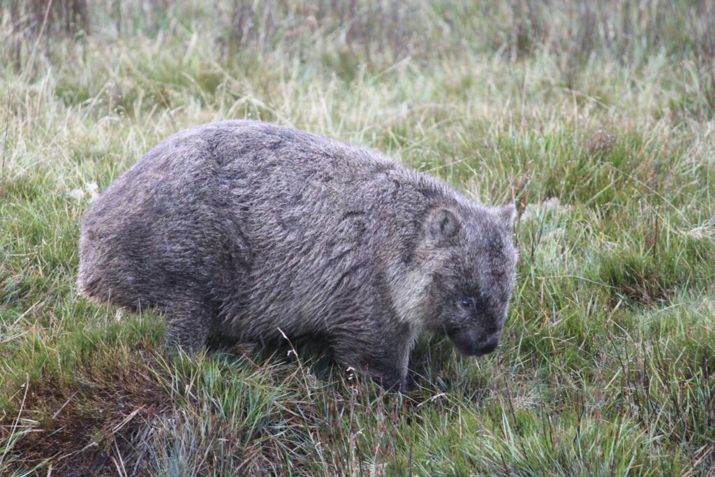 Ein nasser Nacktnasenwombat wandert aufmerksam durch das feuchte, grüne Gras im Cradle-Mountain-Nationalpark auf Tasmanien.