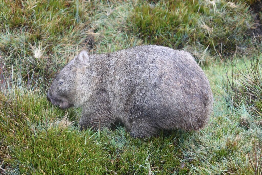 Ein flauschiger Nacktnasenwombat sucht aufmerksam grasend seinen Weg durch das dichte, feuchte Gras der tasmanischen Wildnis.