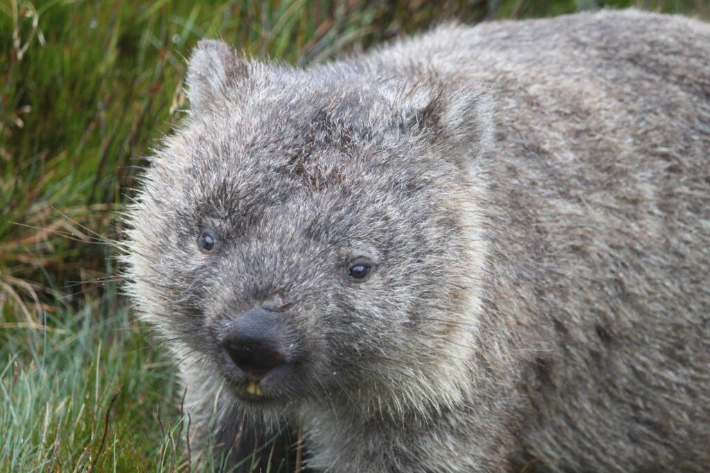 Eine detailreiche Nahaufnahme eines flauschigen Nacktnasenwombats auf einer grünen Graslandschaft im australischen Cradle-Mountain-Nationalpark.