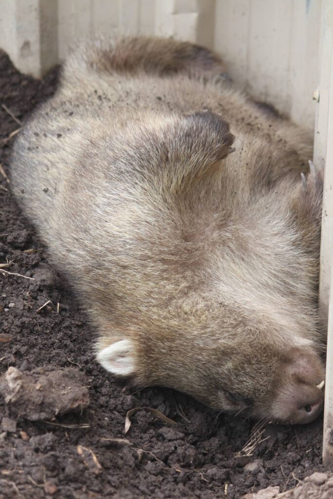 Ein schlafender Nacktnasenwombat liegt in Australien friedlich auf der Seite an einer erdigen Böschung und schlummert mit geschlossenen Augen.