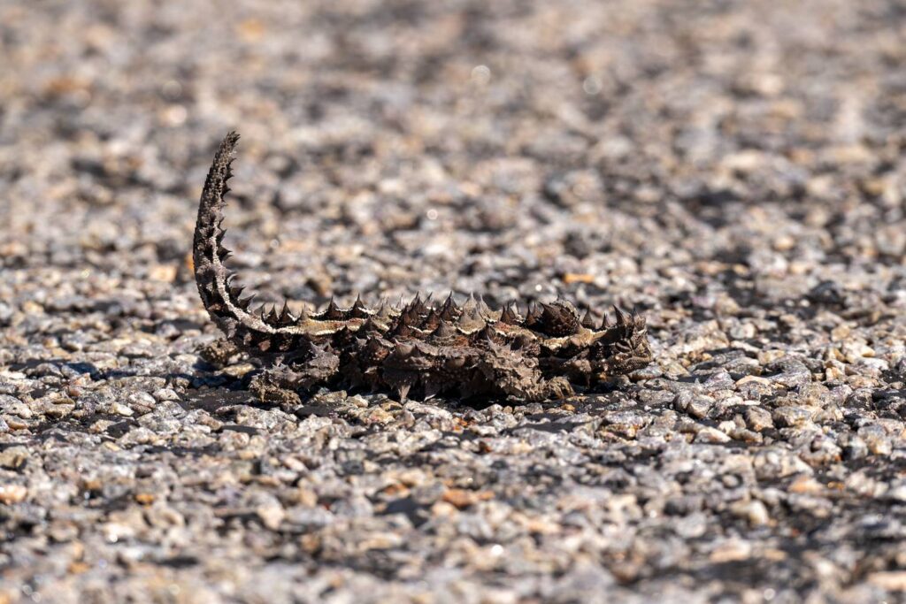 Ein detailreich gezeichneter Dornenteufel mit markant aufgerichtetem, stacheligem Schwanz steht perfekt getarnt auf einer rauen, sonnenbeschienenen Kiesstraße im australischen Outback.