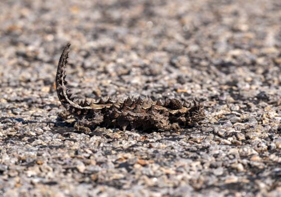 Ein detailreich gezeichneter Dornenteufel mit markant aufgerichtetem, stacheligem Schwanz steht perfekt getarnt auf einer rauen, sonnenbeschienenen Kiesstraße im australischen Outback.