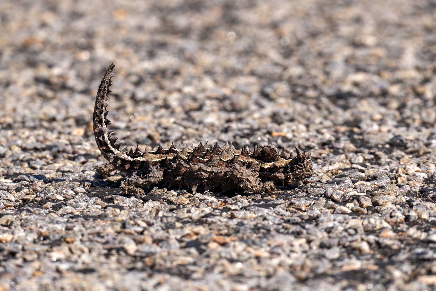 Ein detailreich gezeichneter Dornenteufel mit markant aufgerichtetem, stacheligem Schwanz steht perfekt getarnt auf einer rauen, sonnenbeschienenen Kiesstraße im australischen Outback.