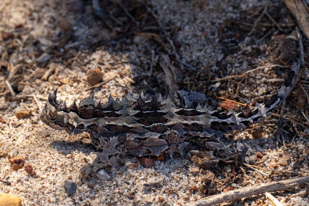 Ein perfekt getarnter Dornteufel mit ausgeprägten, spitzen Stacheln steht im Profil auf dem sandigen und mit kleinen Zweigen bedeckten Wüstenboden in Australien.
