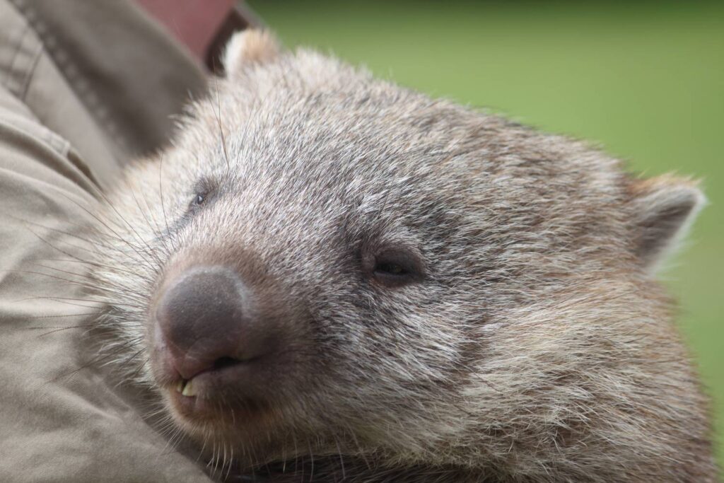 Eine detailreiche Nahaufnahme eines niedlichen, flauschigen Nacktnasenwombat-Jungtiers mit grau-braunem Fell, das behutsam auf dem Arm einer Person gehalten wird.