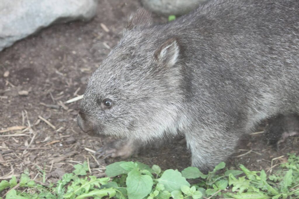 Nahaufnahme eines aufgeweckten Nacktnasenwombats mit dichtem, graubraunem Fell, das neugierig über einen erdigen Boden mit grünen Pflanzen in Australien läuft.