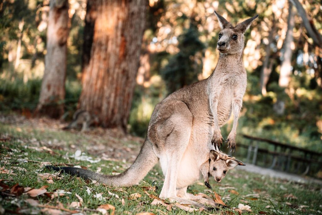 Ein aufrecht stehendes Känguru mit einem kleinen Joey, das neugierig aus dem Beutel der Mutter blickt, fotografiert im warmen Abendlicht in einem Wald in Jervis Bay.