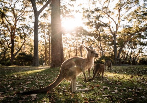 Ein wildes Känguru steht im warmen Gegenlicht des Sonnenuntergangs auf einer von Laub bedeckten Waldlichtung in Jervis Bay, umgeben von hohen Eukalyptusbäumen.