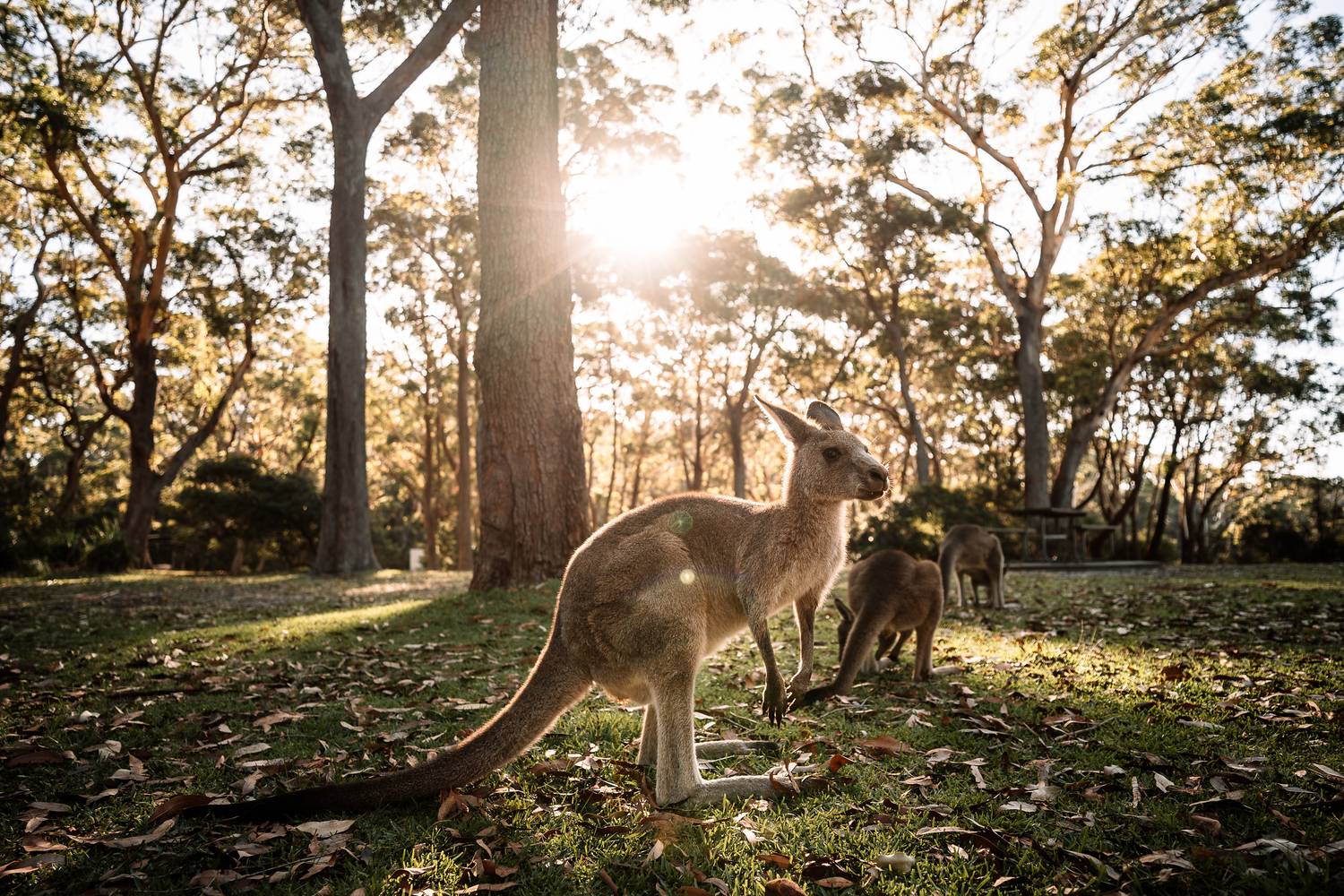 Ein wildes Känguru steht im warmen Gegenlicht des Sonnenuntergangs auf einer von Laub bedeckten Waldlichtung in Jervis Bay, umgeben von hohen Eukalyptusbäumen.