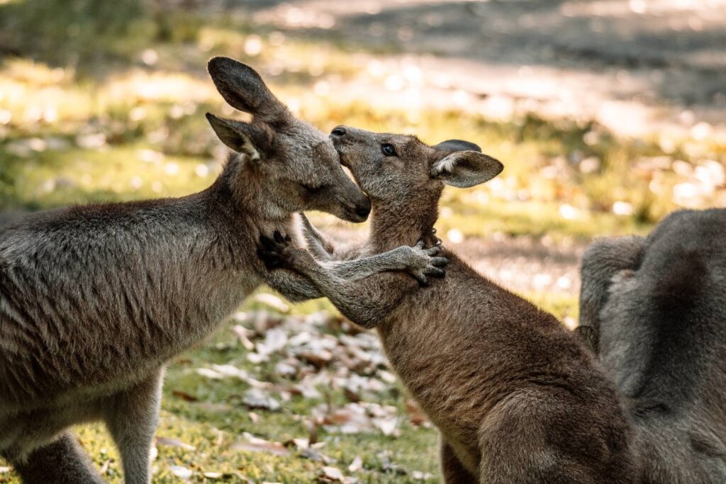 Zwei wilde Kängurus interagieren zärtlich miteinander im warmen Sonnenlicht auf einer Wiese in Jervis Bay, während ein kleineres Känguru liebevoll die Arme um den Hals des anderen legt.