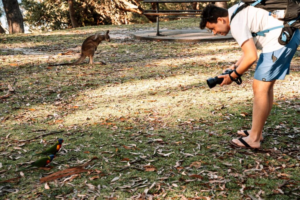 Mario fotografiert im warmen Nachmittagslicht zwei farbenfrohe Allfarbloris auf einer Wiese in Jervis Bay, während im Hintergrund ein Känguru unter Bäumen sitzt.