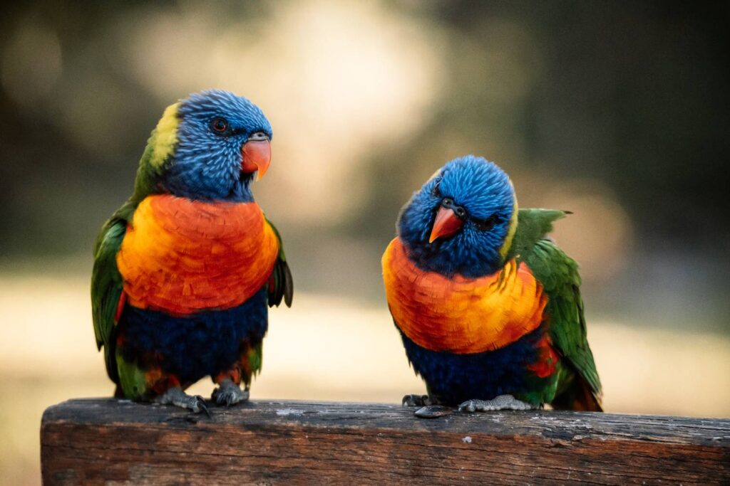 Zwei farbenprächtige Regenbogenloris mit leuchtend blauem Kopfgefieder und orange-roter Brust sitzen nebeneinander auf einem verwitterten Holzbalken im australischen Jervis Bay.