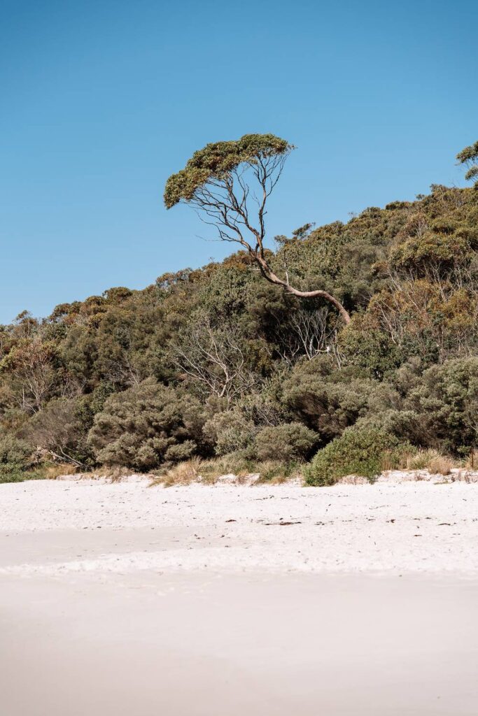 Ein feiner, weißer Sandstrand in der Jervis Bay, hinter dem sich ein dicht bewachsener grüner Hügel erhebt, aus dem ein markanter, geschwungener Eukalyptusbaum in den strahlend blauen Himmel ragt.