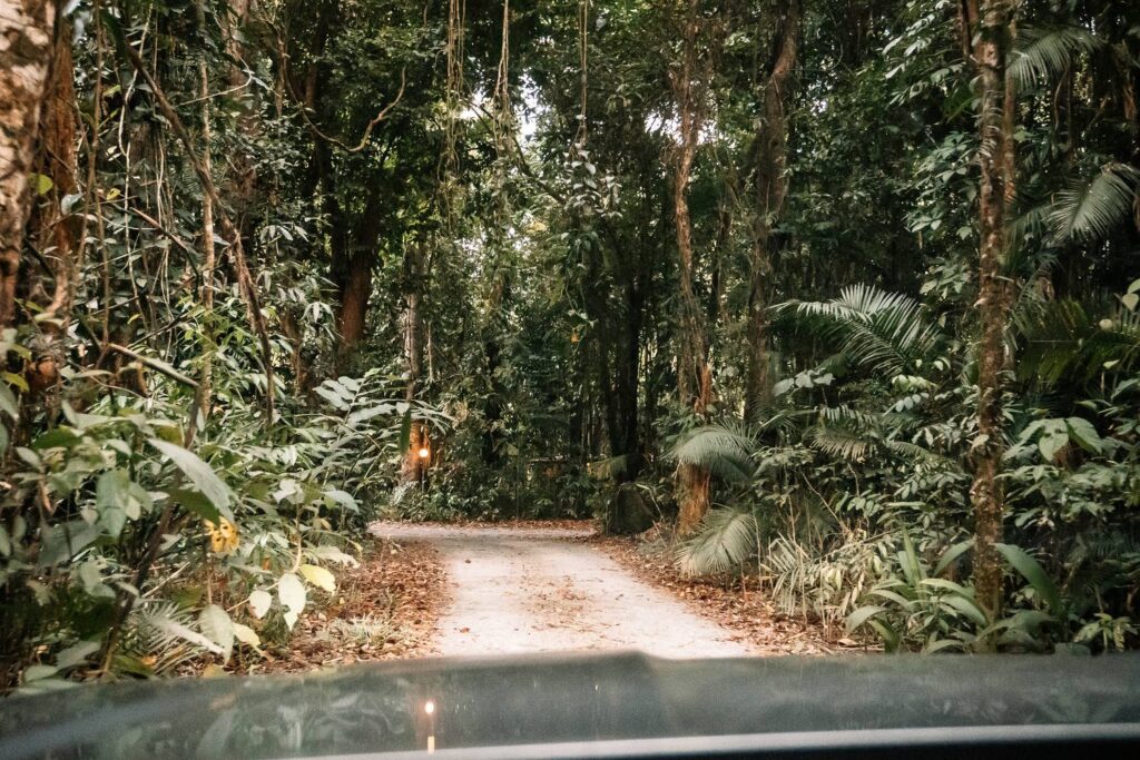 Blick aus dem Auto auf eine unbefestigte Straße, die mitten durch den dichten und urwüchsigen Daintree-Regenwald in Queensland führt.