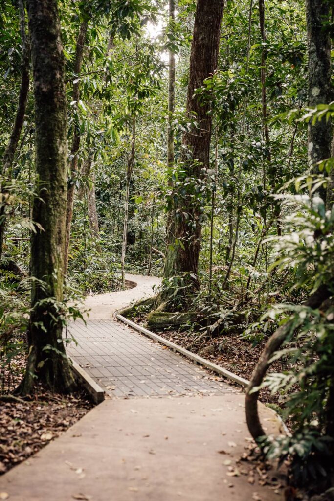 Ein befestigter Holzsteg und Wanderpfad schlängelt sich durch die dichten, grünen Bäume des tropischen Regenwalds im Daintree-Nationalpark.