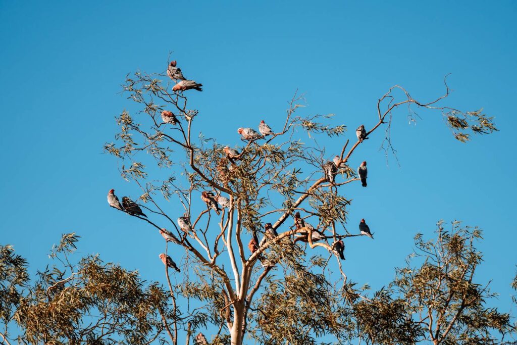 Eine Gruppe von rosafarbenen Galah-Kakadus sitzt verteilt auf den filigranen Ästen eines Eukalyptusbaums vor einem makellos blauen Himmel am Billabong Roadhouse in Westaustralien.