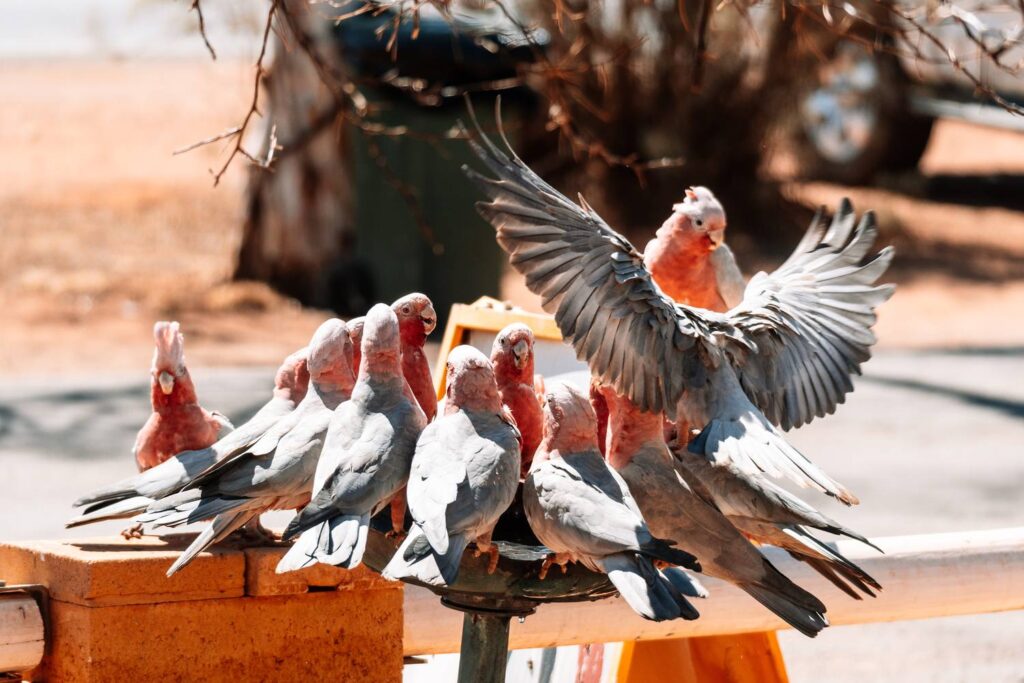Eine Gruppe von rosa-grauen Galah-Kakadus drängt sich an einer kleinen Vogeltränke im sonnigen australischen Outback, während ein Vogel gerade mit weit ausgebreiteten Flügeln dazustoßen möchte.