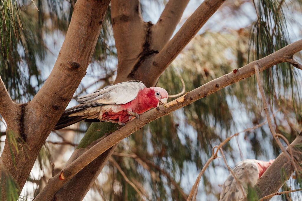 Ein rosa-grauer Rosakakadu sitzt im sonnendurchfluteten Geäst eines Baumes in Denham, Westaustralien, und knabbert aufmerksam an der Rinde eines Astes.
