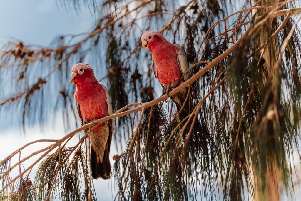 Zwei farbenfrohe Rosakakadus mit leuchtend rosafarbenem Gefieder sitzen nebeneinander auf den Ästen eines Nadelbaums im sonnigen Denham in Westaustralien.