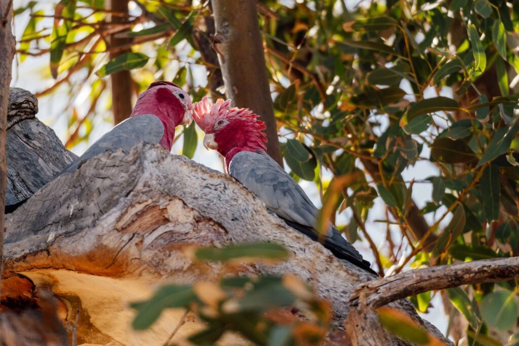 Zwei rosa-graue Rosakakadus sitzen eng zusammen in den Ästen eines Eukalyptusbaums in Kalbarri, während einer seine leuchtend pinke Federhaube aufstellt.