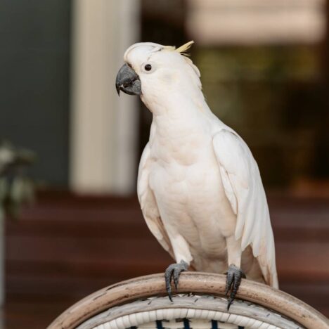 Kasuar Steckbrief: Australiens Urzeit-Vogel im Porträt & unsere Erfahrungen