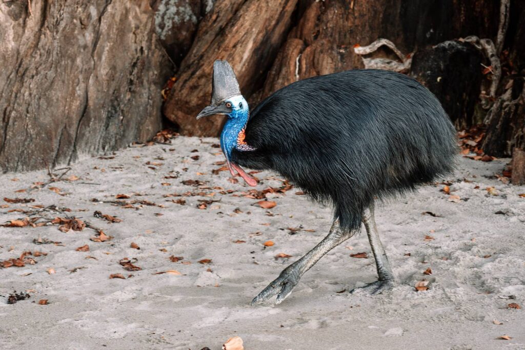 Ein ausgewachsener Helmkasuar mit leuchtend blauem Hals und markantem Helm läuft über den sandigen Boden vor mächtigen Baumwurzeln im Daintree Nationalpark in Queensland.