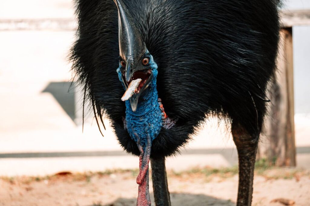 Frontale Nahaufnahme eines wilden Helmkasuars mit leuchtend blauem Hals und markantem Hornkamm, der im Daintree Nationalpark ein Stück Futter im Schnabel hält.