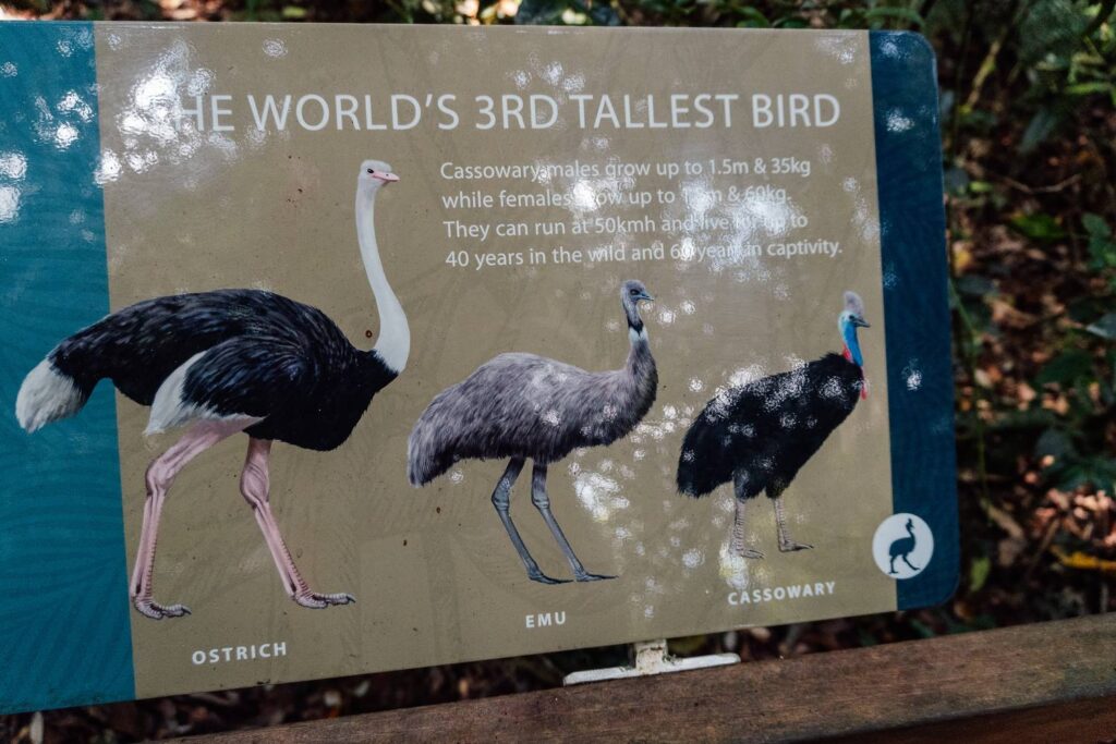 Eine Informationstafel im Daintree Nationalpark zeigt einen anschaulichen Größenvergleich zwischen Strauß, Emu und Helmkasuar als drittgrößtem Vogel der Welt.