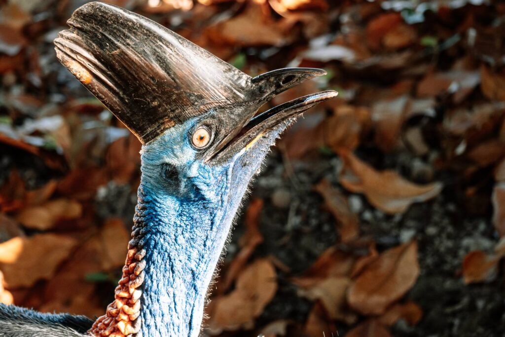 Detailreiche Nahaufnahme eines Helmkasuars mit markantem Hornkamm und leuchtend blauem Hals vor herbstlichem Laub im Daintree Nationalpark.
