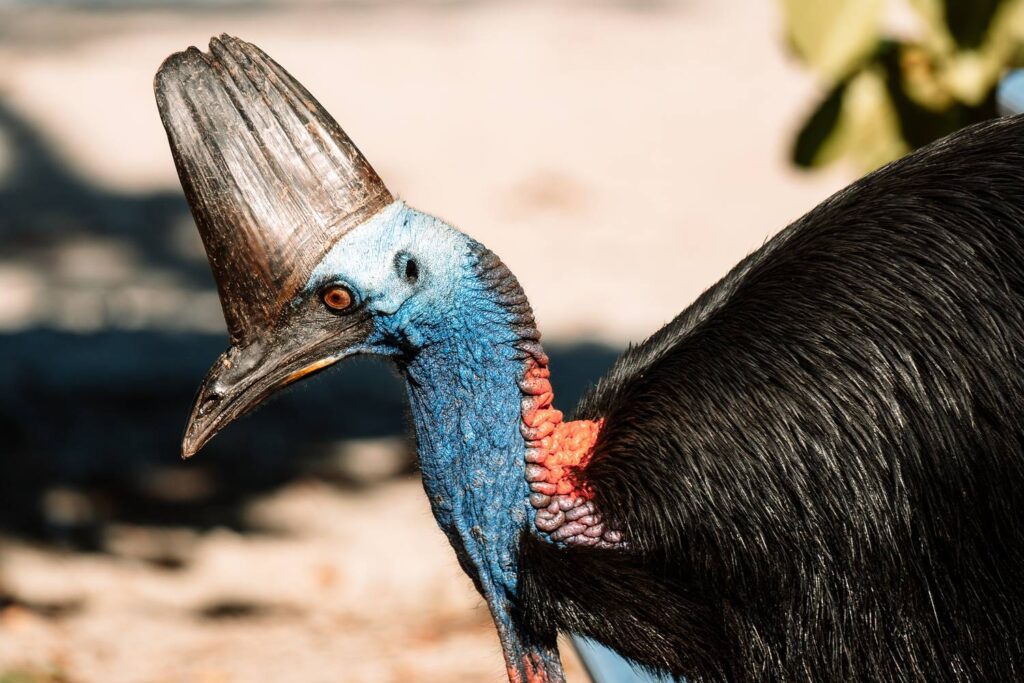 Detailreiche Nahaufnahme eines Helmkasuars im Daintree-Nationalpark mit markantem Hornkamm, intensiv blauer Halspartie und glänzend schwarzem Federkleid.