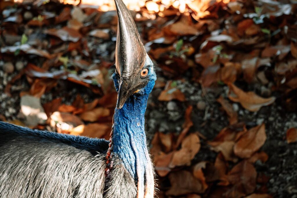 Nahaufnahme eines wilden Helmkasuars mit markantem Hornkamm und leuchtend blauem Hals vor herabgefallenem Laub im Daintree Nationalpark.