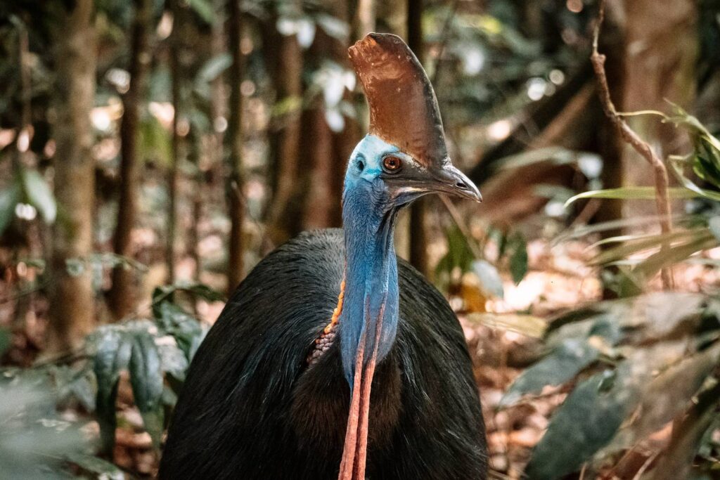 Nahaufnahme eines wilden Helmkasuars mit leuchtend blauem Hals und markantem Hornkamm inmitten des tropischen Daintree-Regenwaldes.