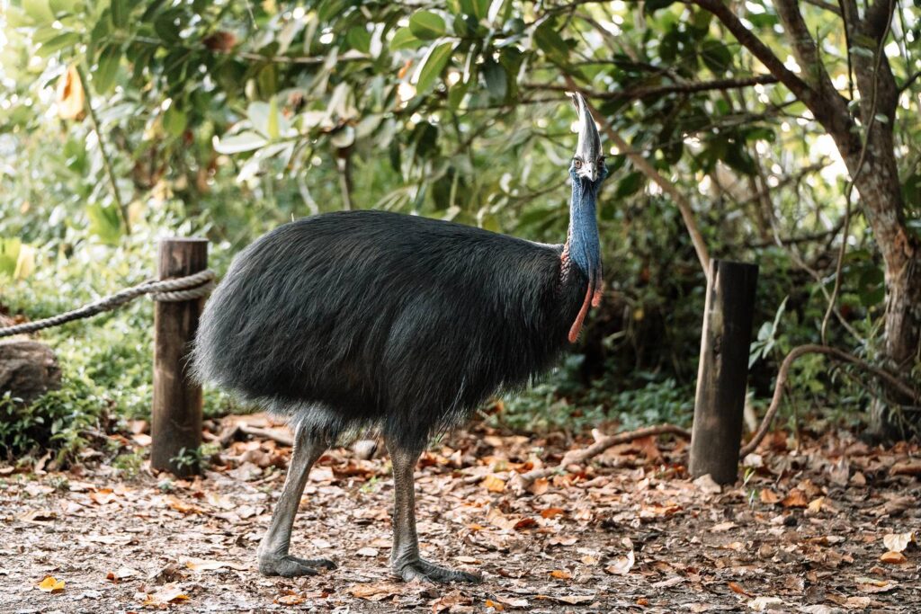 Ein ausgewachsener Helmkasuar mit markantem blau-rotem Hals steht auf einem laubbedeckten Pfad im dichten Grün des Daintree-Nationalparks.