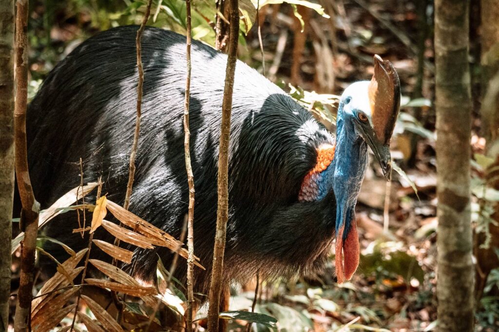 Ein wilder Helmkasuar mit leuchtend blauem Hals und markantem Hornkamm wandert durch das dichte Unterholz des tropischen Daintree-Regenwalds in Queensland, Australien. Fotografie von Auszeit Abenteuer.